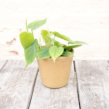 Load image into Gallery viewer, Philodendron Scandens &#39;Sweetheart Plant&#39;
