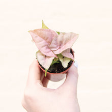 Load image into Gallery viewer, Syngonium &#39;Neon Robusta&#39; (Arrowhead Vine)
