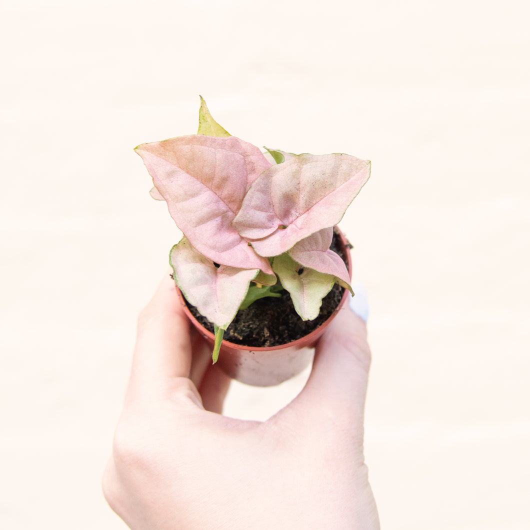 Syngonium 'Neon Robusta' (Arrowhead Vine)