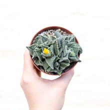 Load image into Gallery viewer, Faucaria Tigrina 'Tiger Jaws'
