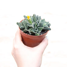 Load image into Gallery viewer, Faucaria Tigrina 'Tiger Jaws'
