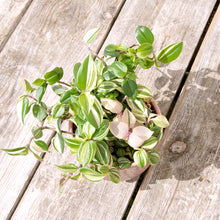 Load image into Gallery viewer, Tradescantia Fluminensis Tricolor &#39;Silver Inch Plant&#39;

