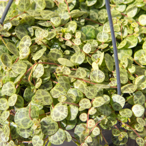 Peperomia Prostrata 'String of Turtles' Hanging Pot