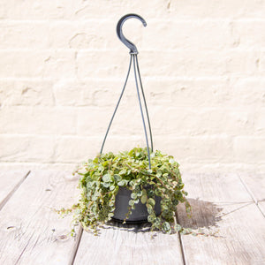 Peperomia Prostrata 'String of Turtles' Hanging Pot