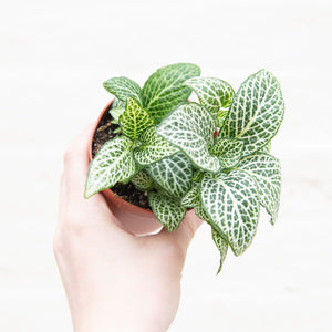 Fittonia (many colour options)