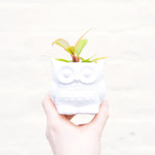 Load image into Gallery viewer, Baby Owl Plant Pot (3 colours)
