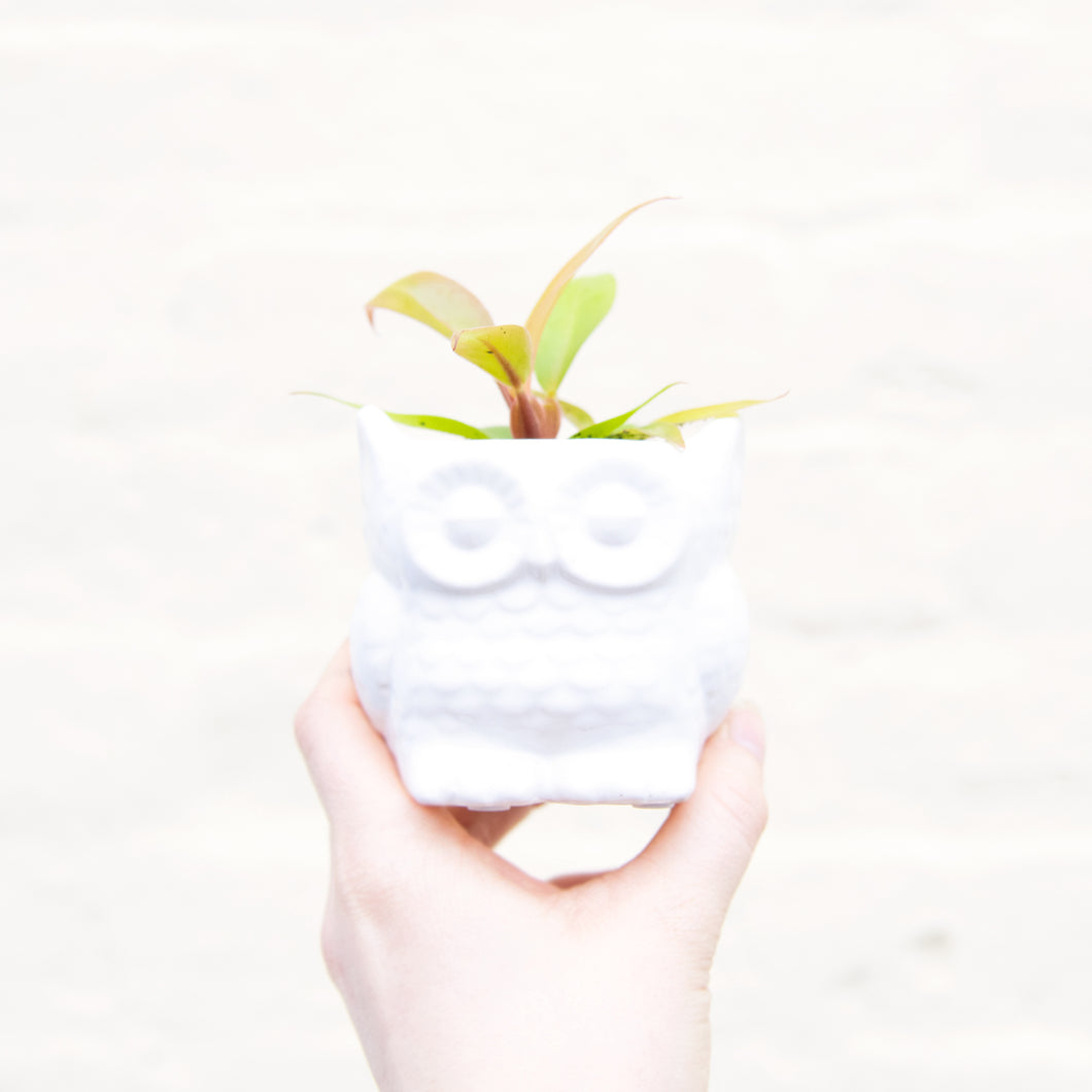 Baby Owl Plant Pot (3 colours)