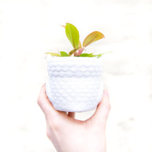 Load image into Gallery viewer, Baby Owl Plant Pot (3 colours)
