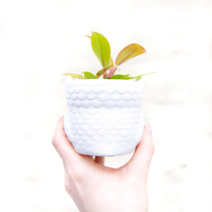 Baby Owl Plant Pot (3 colours)