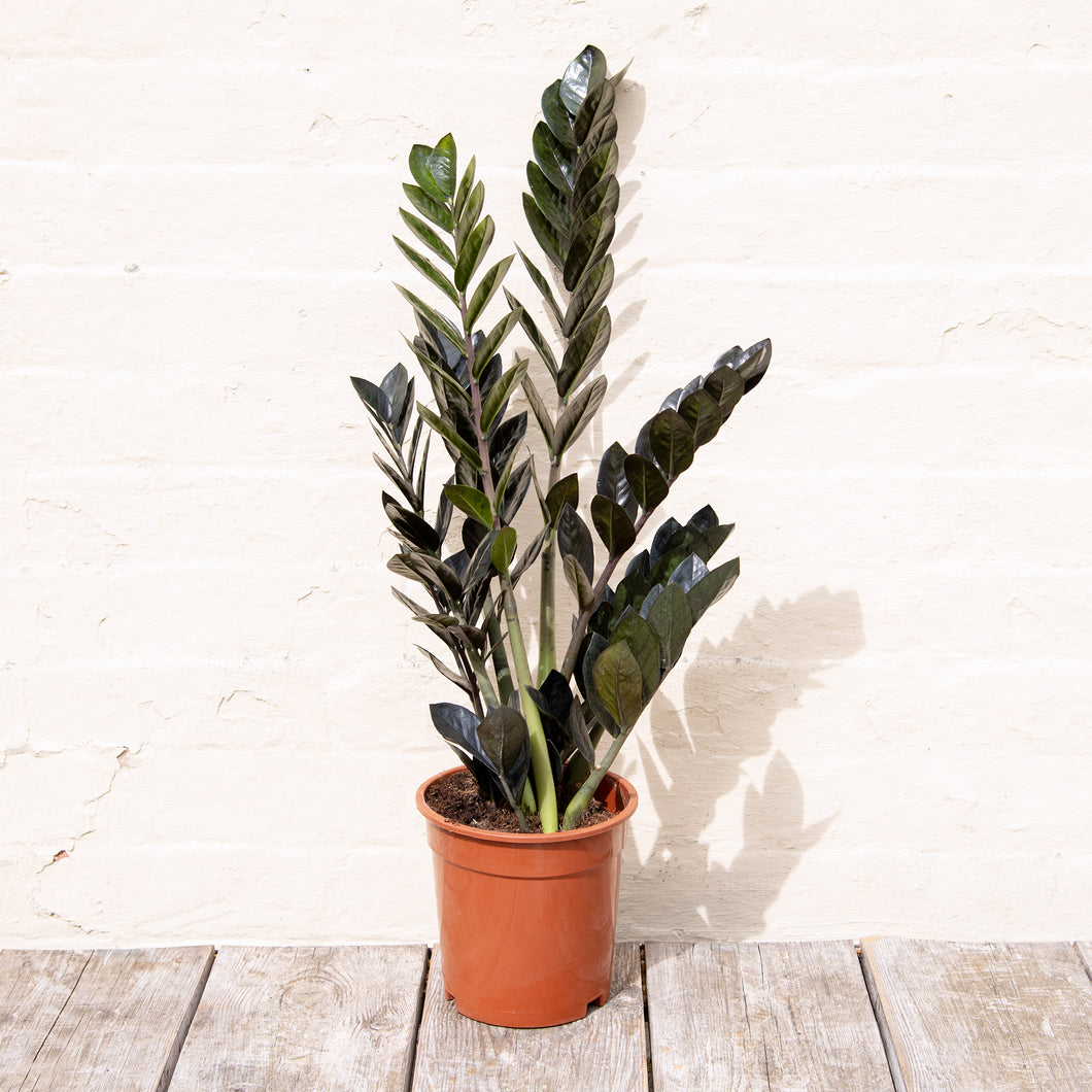 Zamioculcas Zamifolia 'Raven'